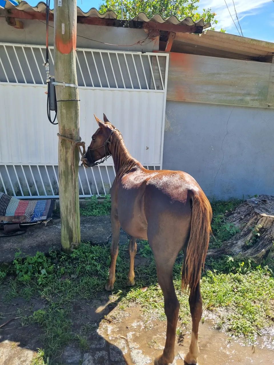 Vendo ou negocio  - Foto 3