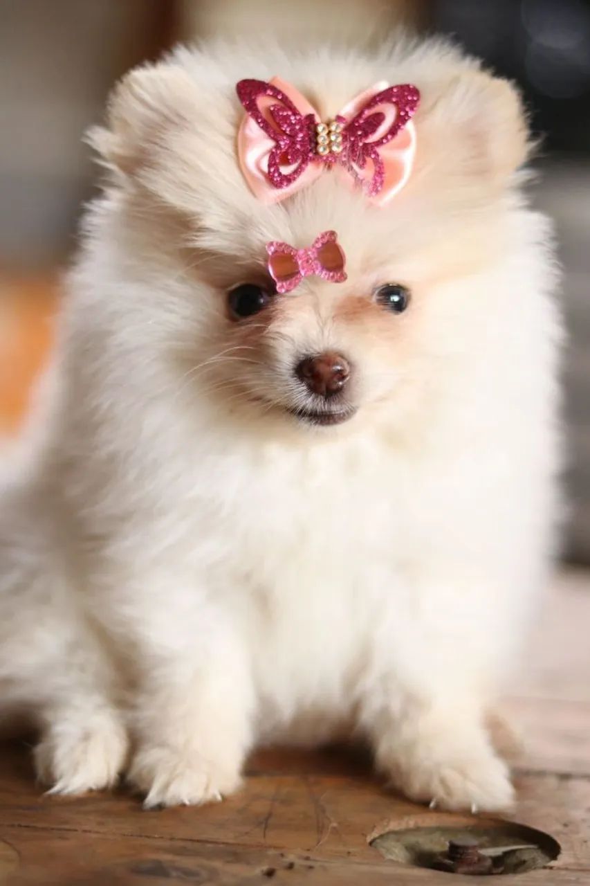 Spitz - Foto 2