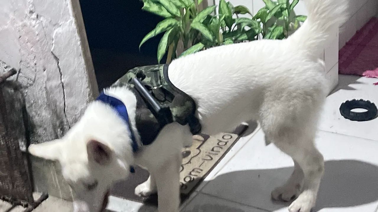 DOAÇÃO FILHOTE HUSKY SIBERIANO  - Foto 2