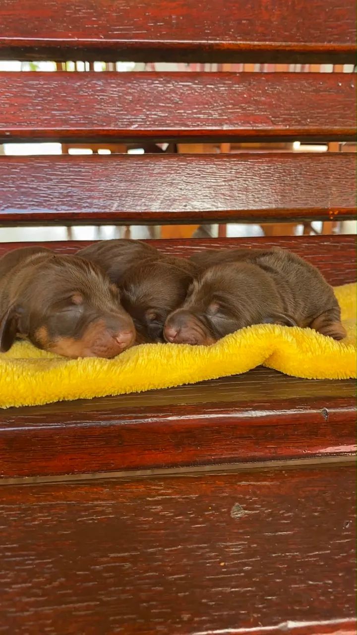 BassetDachshund 