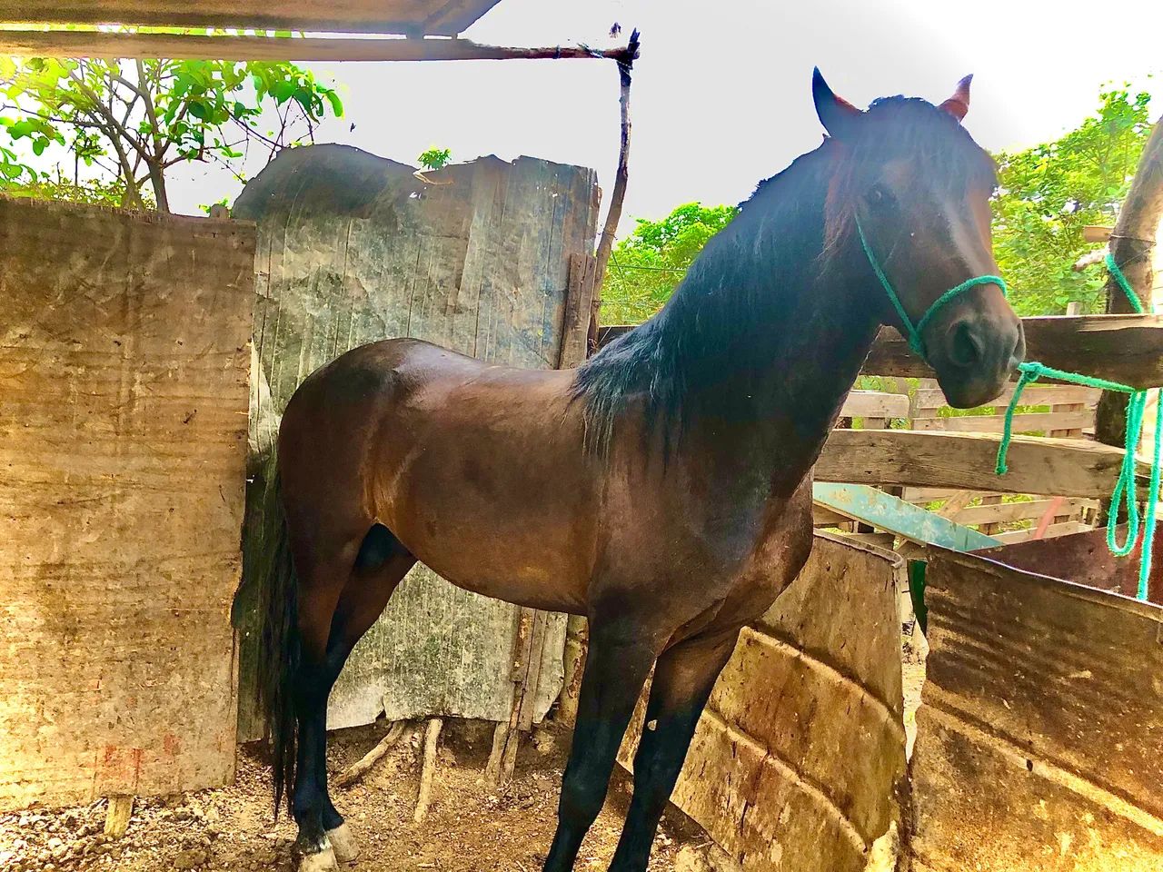 Cavalo manga larga  - Foto 2