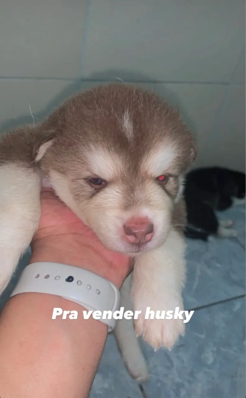 Husky Siberiano  - Foto 2