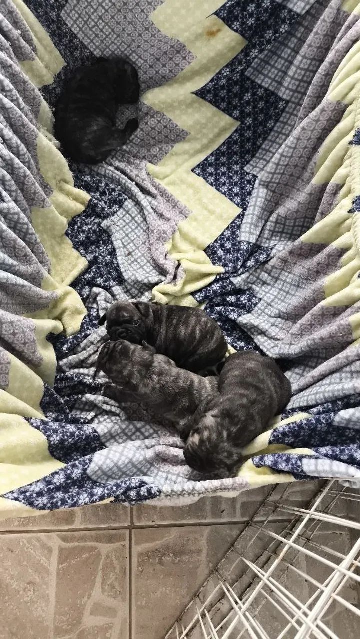 Buldogues 