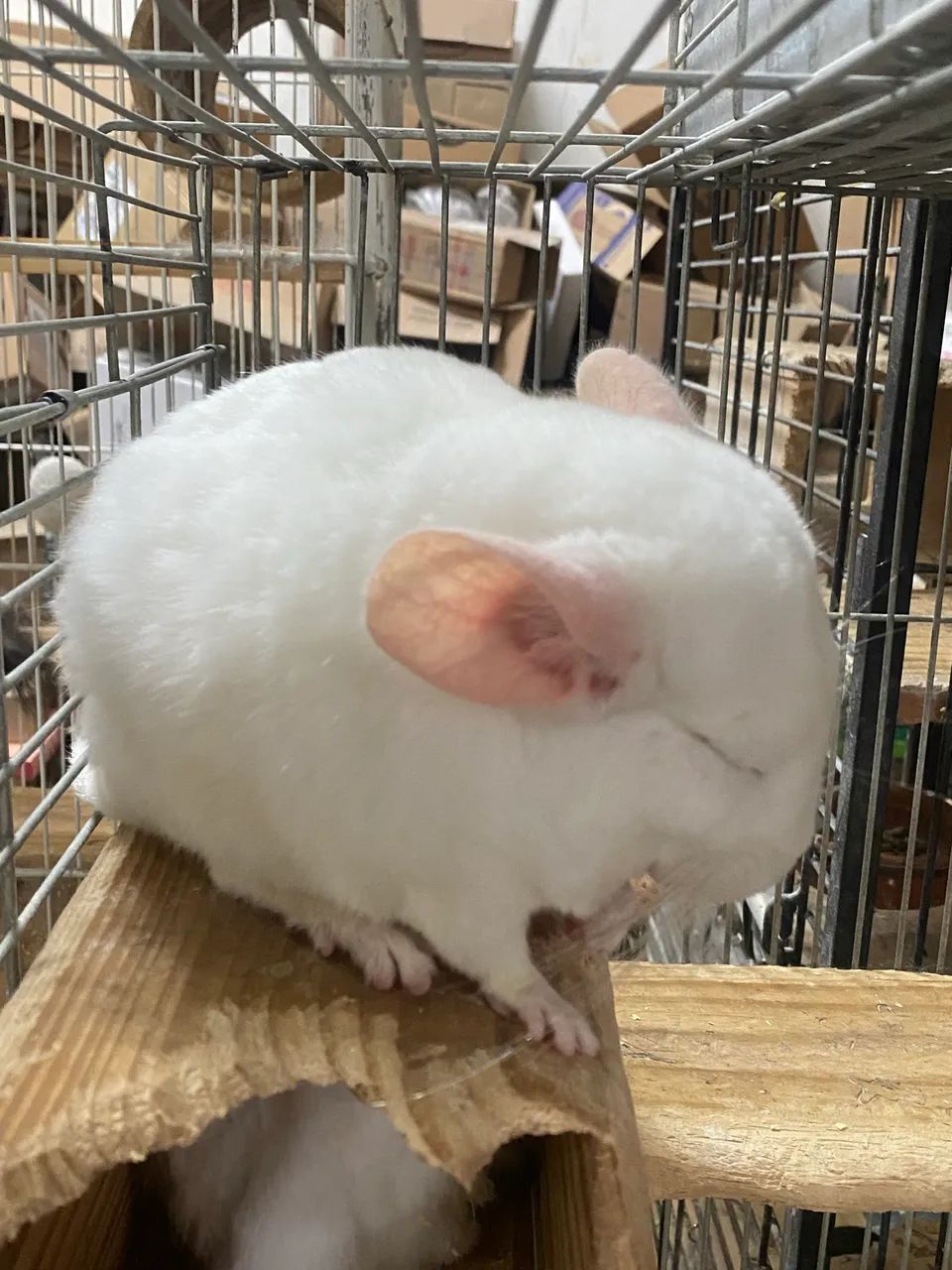 Criação de Chinchilas  - Foto 4