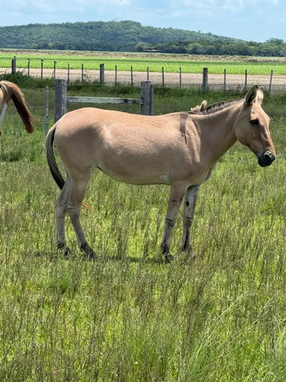 Mula domada - Foto 2