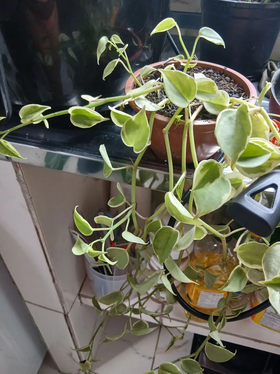 Plantas  - Foto 4