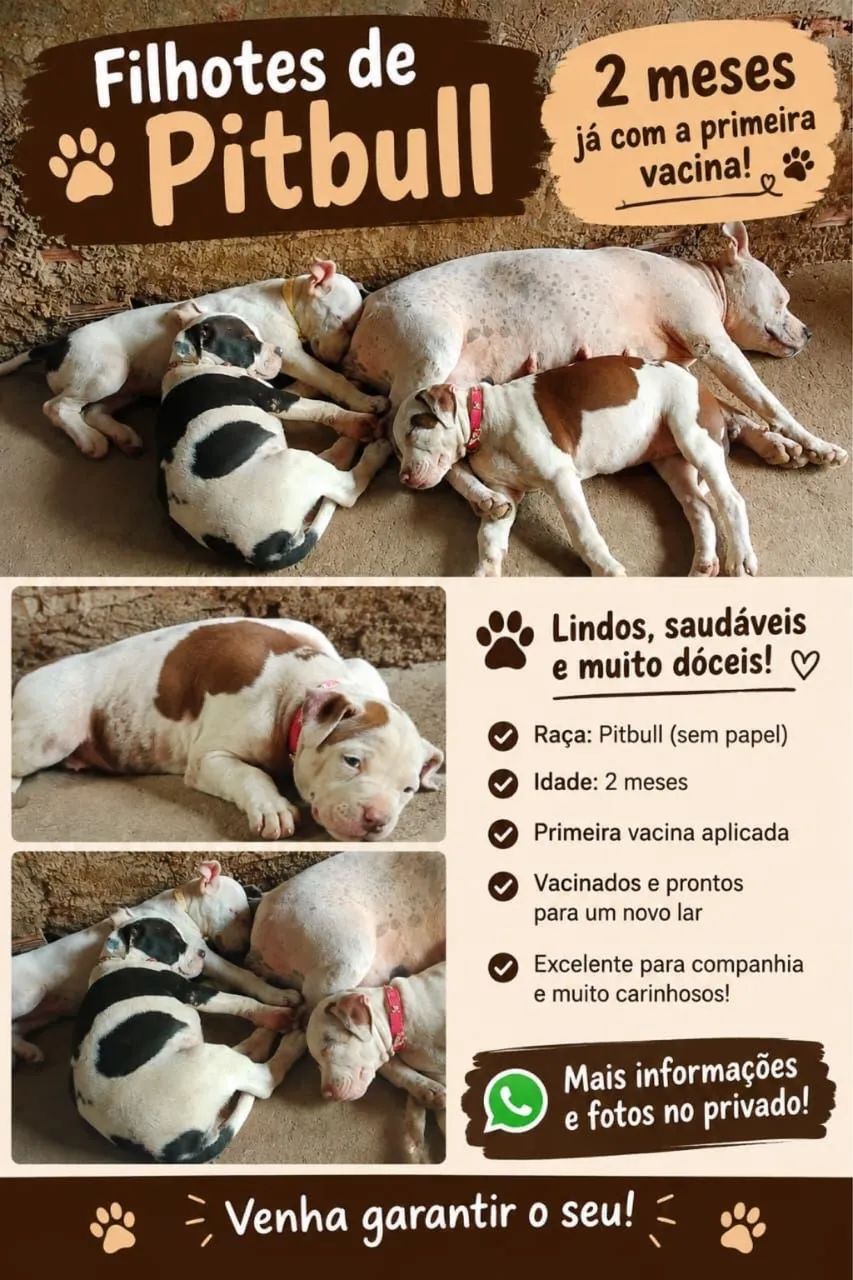Cachorro a venda raça pitbul 