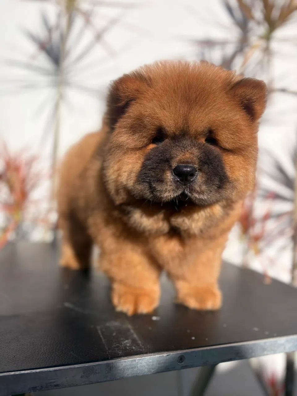 PROMOÇÃO - CHOWCHOW - Foto 4
