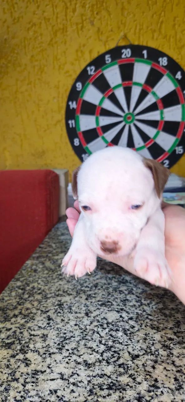 Filhotes de pitbull  - Foto 5