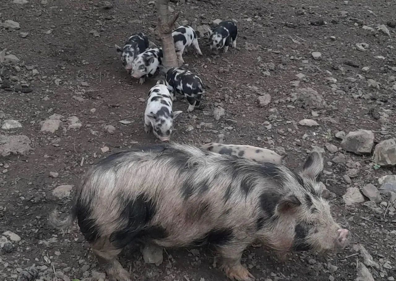 Mini porcos  - Foto 4