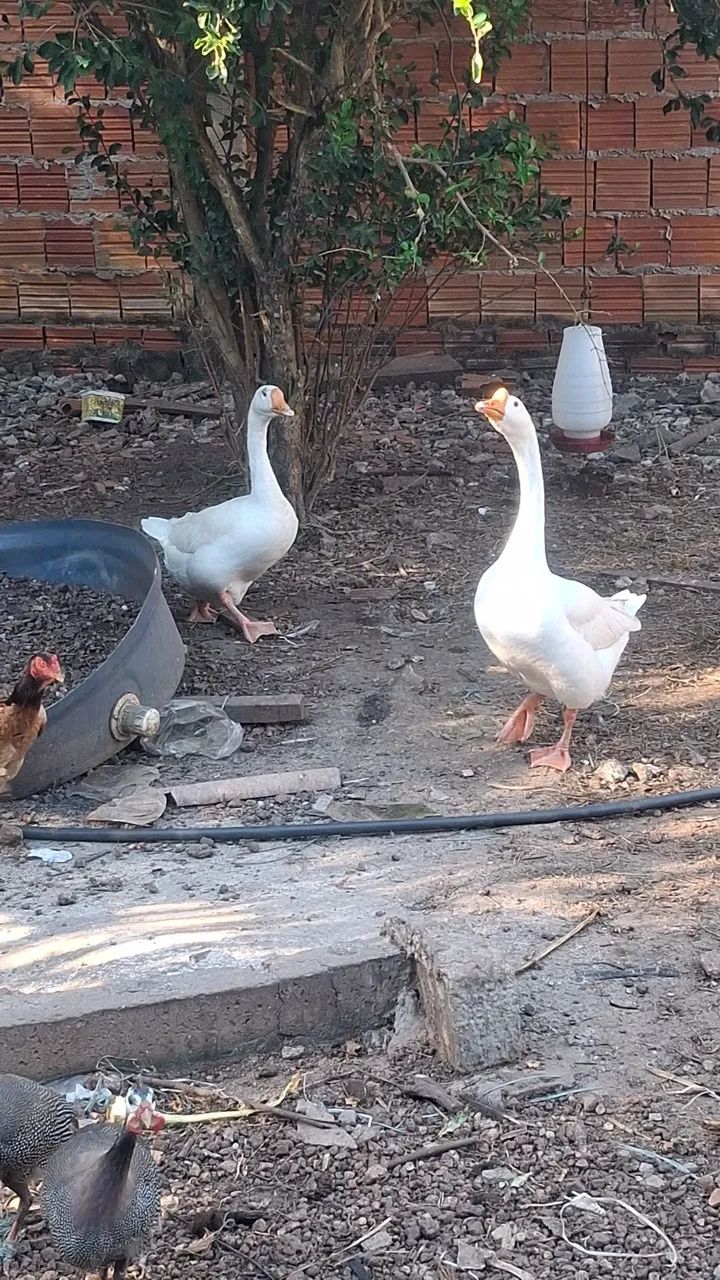 Ganso - Foto 2