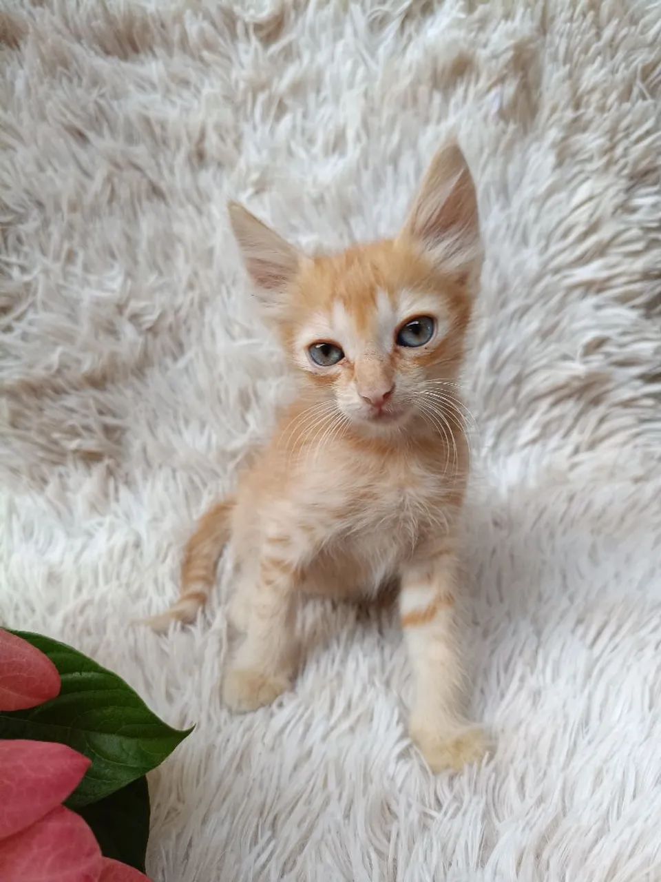 Adoção de Gatinho Latanja - Foto 2