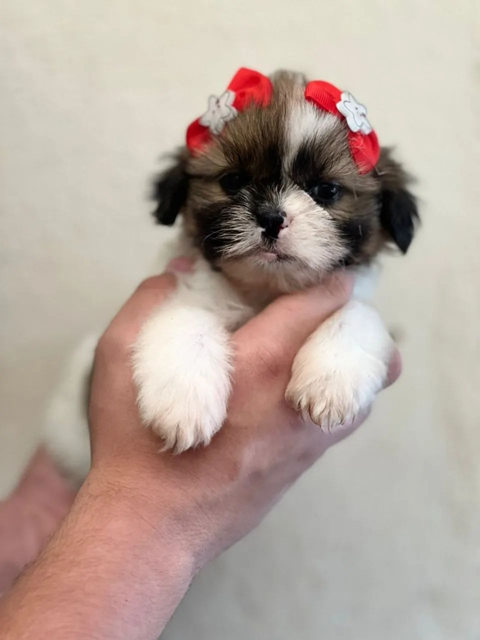 shih tzu mini com garantia e procedencia  - Foto 4
