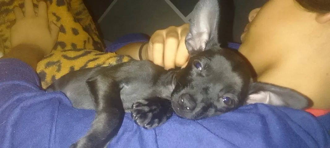 Disponível  - Foto 4