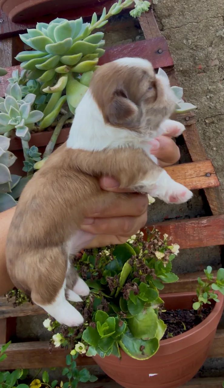 Shihtzu macho - Foto 5