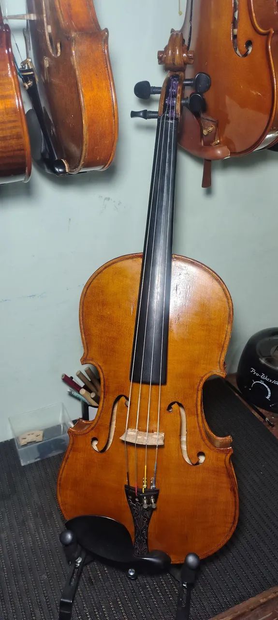 Viola 