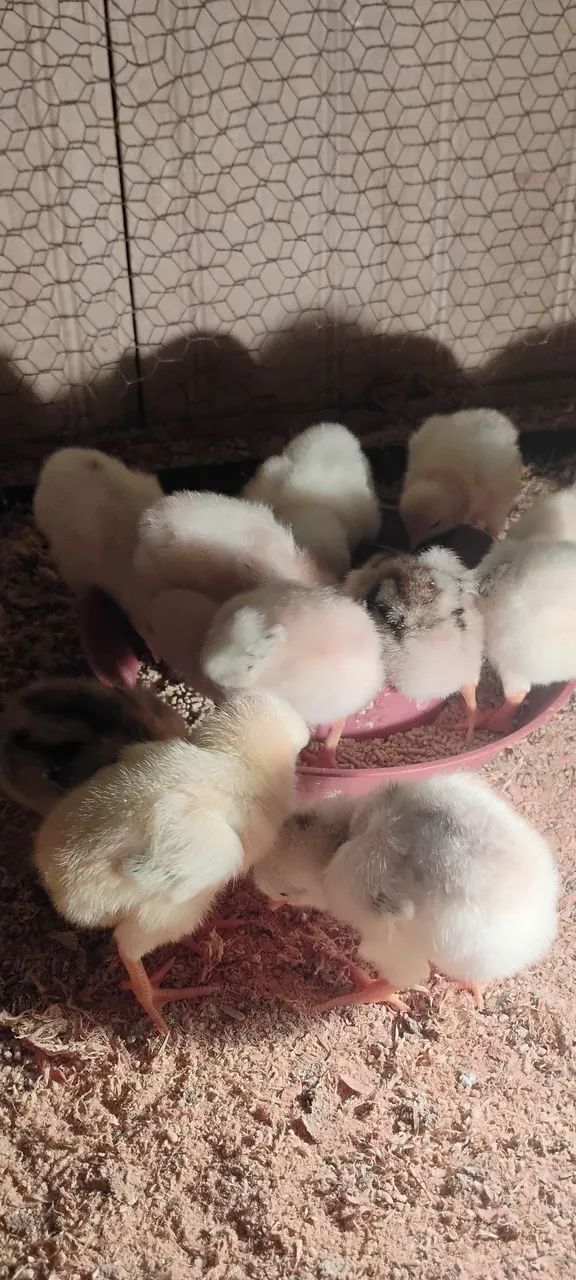Vendo pintos indiano,e pinto caipira - Foto 4