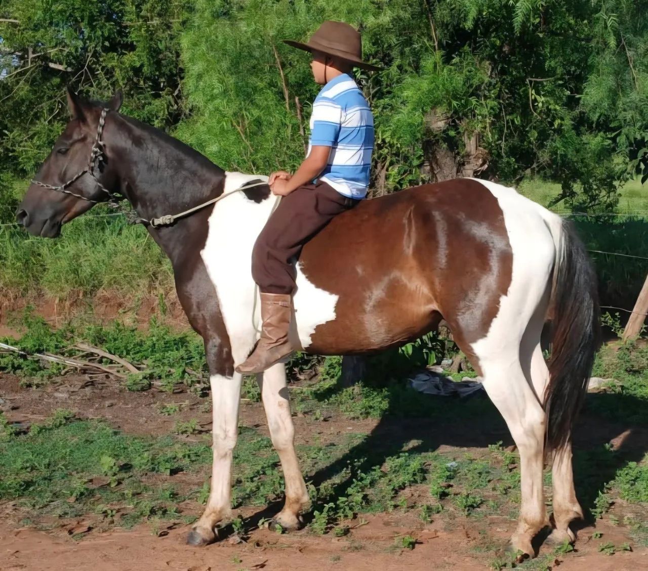 Tobiano bem mansinho de 5 anos