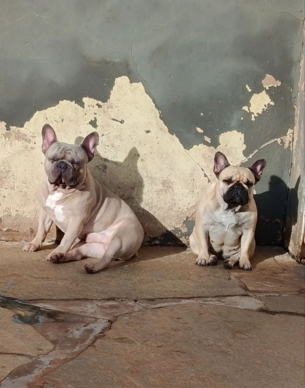 Bulldog francês  - Foto 4