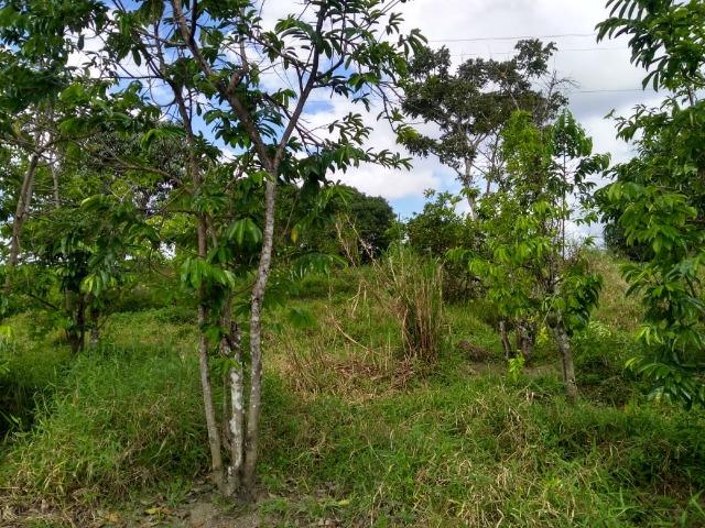 Chacara - Foto 20