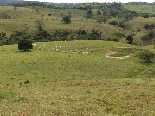 Excelente fazenda de pecuária e café na BR 101, - Foto 7