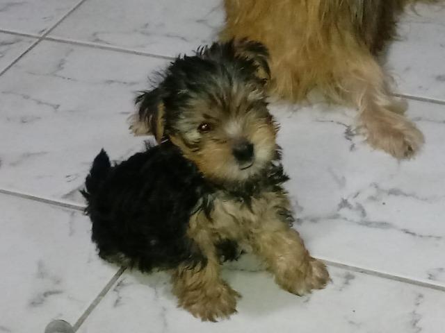 Filhotinho Yorkshire macho lindo Ligue 81 99962.7729 whatsapp. Não fico no chat da OLX - Foto 3