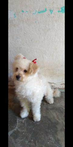 Poodle a procura de um namorado