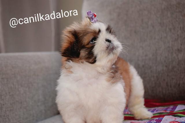 Filhote de Shih tzu fêmea com pedigree - Foto 2