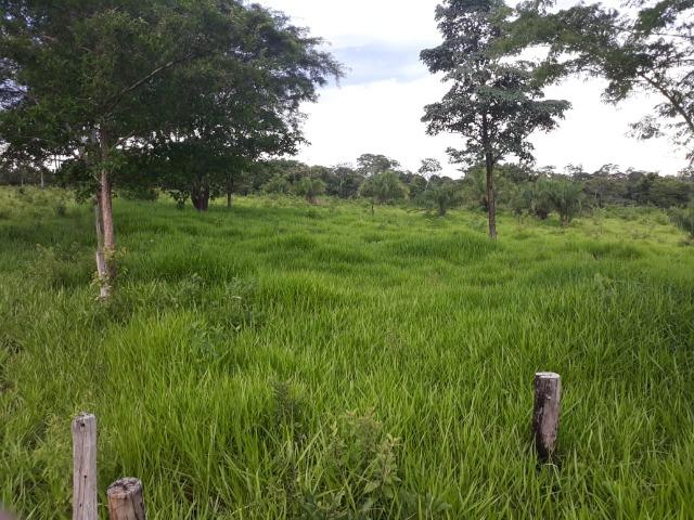 Chácara de 54 hectares, chapada,sendo 33 formado - Foto 4