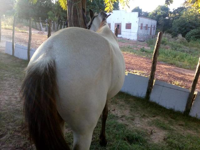 Vende-se cavalo mestiço de quarto de milha