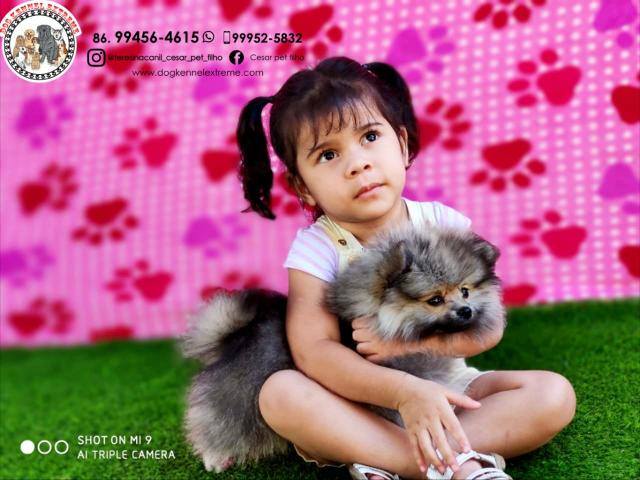 Spitz Alemão Anão(Pedigree CBKC )Canil Especializado Em Raças Pequenas - Foto 4