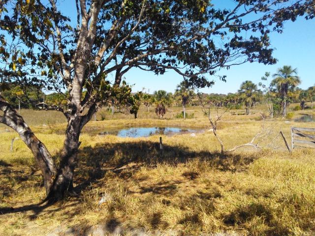Fazenda Rio dos Bois, Cezarina, 8 Alq ,prox. Varjão-Gercinapolis, 100km de Goiânia - Foto 16