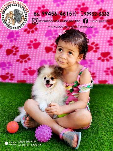 Spitz Alemão Com Pedigree Canil Teresina Raças Pequenas - Foto 3