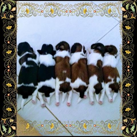 Shih tzu