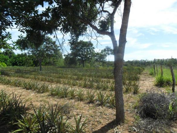 Sítio à venda em Zona rural sitio vereda grande, Três marias cod:442 - Foto 14