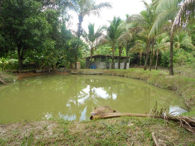 Jordão Corretores - Fazendinha 18 hectares Cachoeiras de Macacu - Foto 8