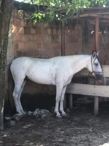 Cavalo MM marcha batida e de centro  - Foto 2