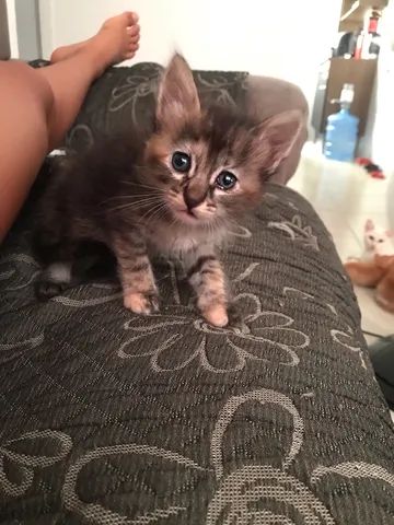 Gatos para adoção  - Foto 6