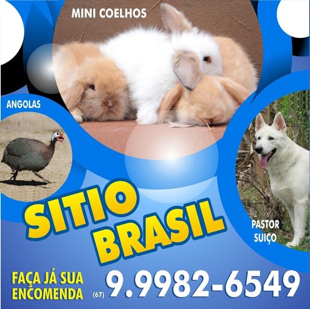 mini coelho -  venda e locação para pascoa  - Foto 5