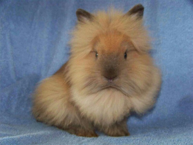 mini coelho -  venda e locação para pascoa  - Foto 2