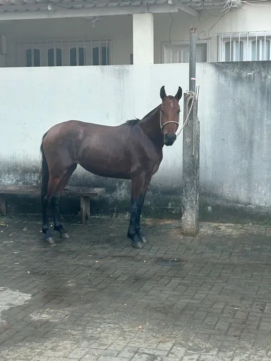 Vendo égua mangalarga  - Foto 4
