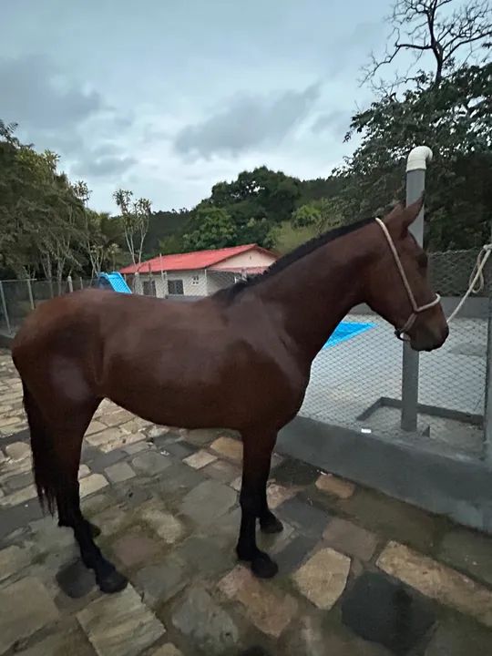 Vendo égua mangalarga 