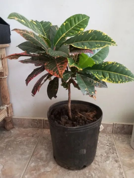 Planta Croton