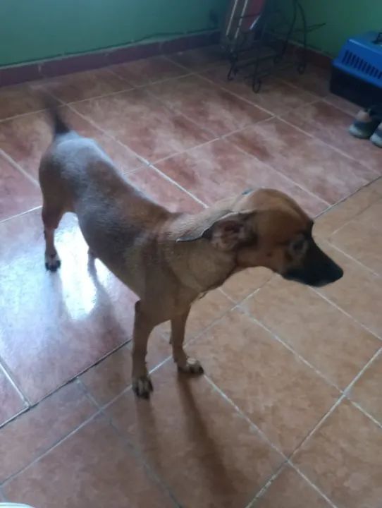 Cadela Adorável Procurando Lar - Foto 4