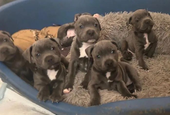 American Bully disponiveis femeas e machos  - Foto 2