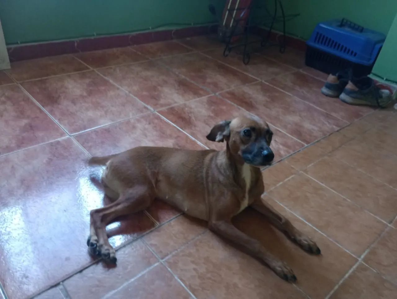 Cadela Adorável Procurando Lar - Foto 2