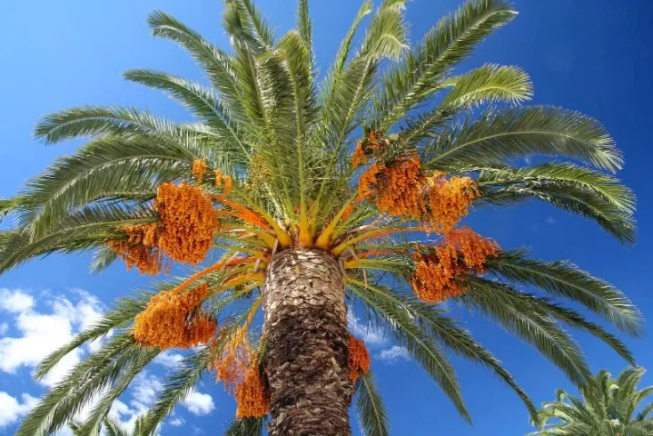 MUDAS DE TÂMARA JUMBO DE ISRAEL