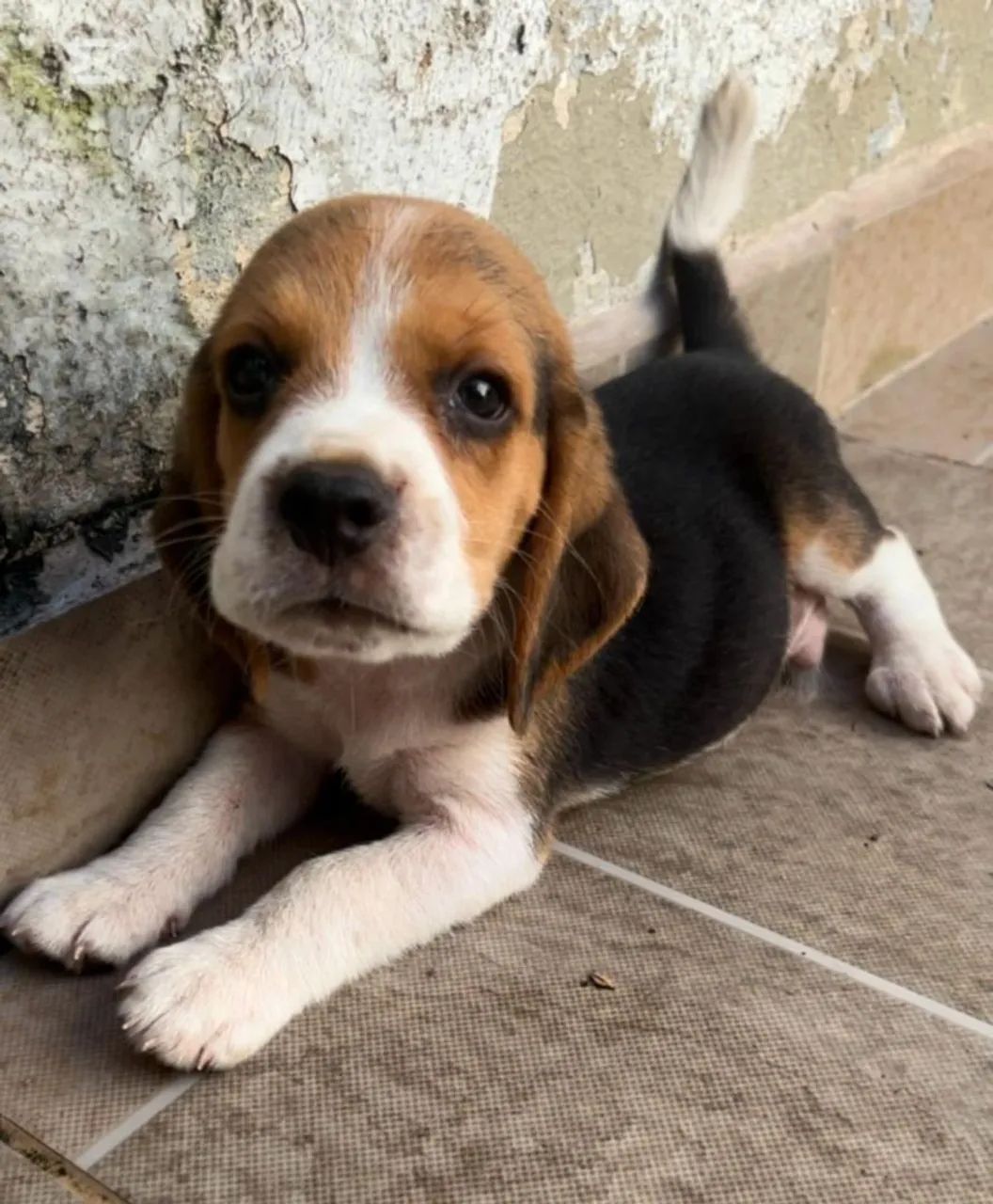 Vendo Beagle Filhotes Nasceram dia 02 de Fevereiro - Foto 6