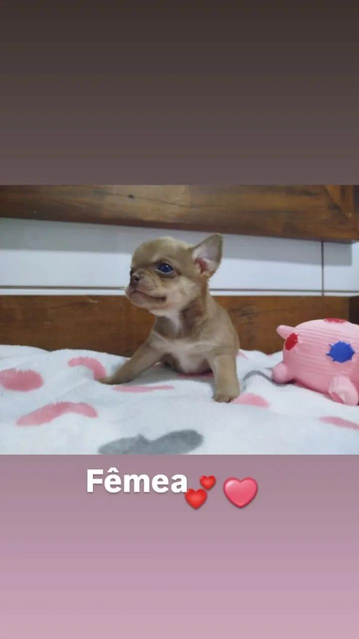 Chihuahua machos e fêmeas de Linhagem Russa em 10x  - Foto 2