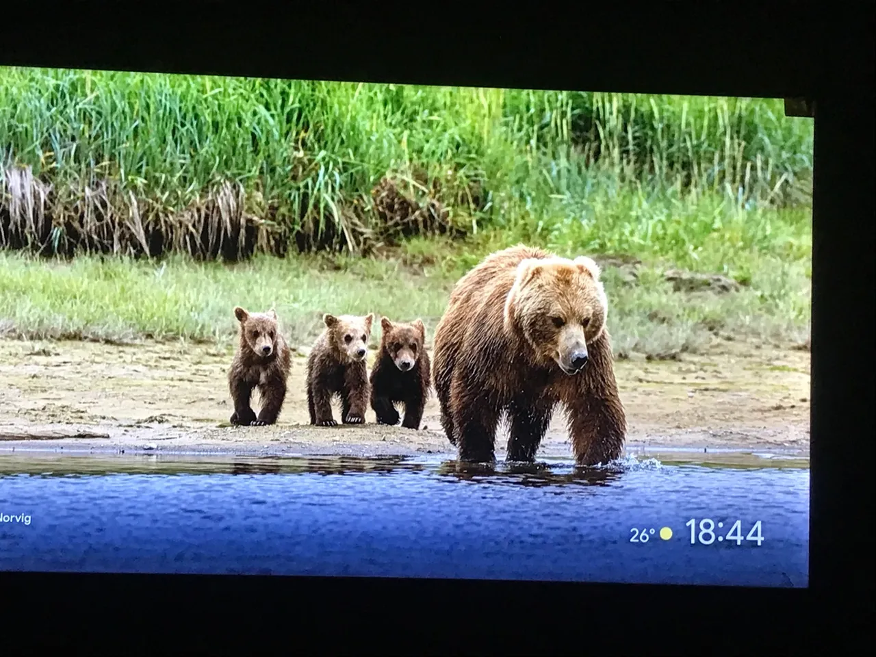 Tela de Proteção de Tela de Urso
